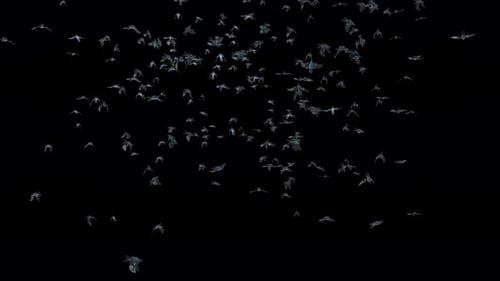 Animated Flock of Birds Flying Seamless Loop