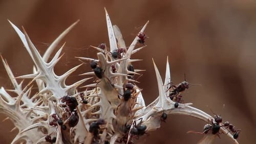 Ants walking on Spiky flower