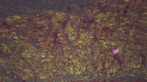 Macro Close Up of Tissue Through Microscope