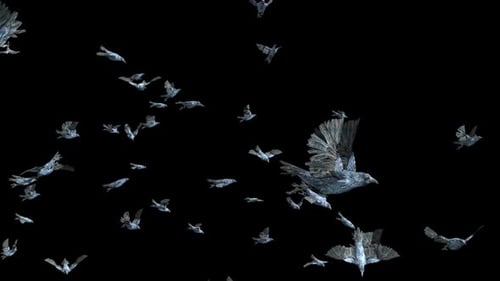 Flying Flock of Realistic Crows Animation