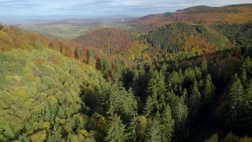 Aerial descending shot of the mountain forest in autumn
