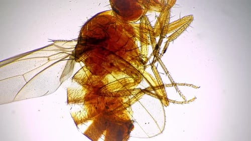 Isolated Macro Footage of Fruitfly Whole Mount Under Microscope 40x Against Bright Field