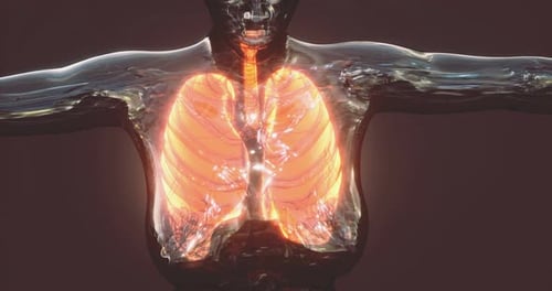Anatomy of the Lungs in the Human Body Illuminated for Educational Purposes