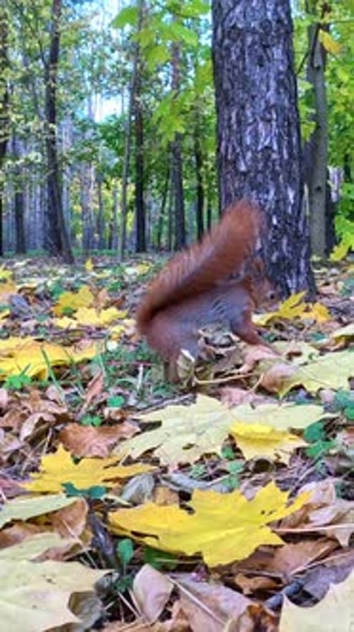 Active Squirrel Buries Food Among Autumn Leaves in the Forest