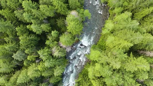Birds Eye Top Down View of Natural Winding River in Green Forest. Straight Down