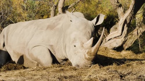 Das Breitmaulnashorn oder Breitmaulnashorn (Ceratotherium simum) ist die größte noch existierende Art