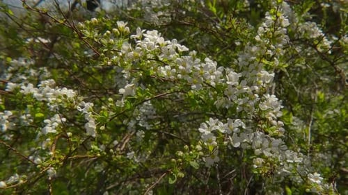 Fleurs, bourgeons et feuillage blancs de l'arbuste en fleurs Meadowsweet Spiraea