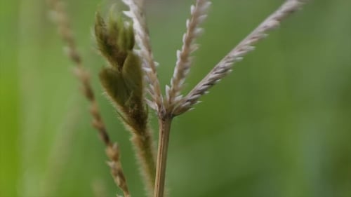 Eleusine coracana, o mijo, es una planta herbácea anual que se cultiva ampliamente como cereal en