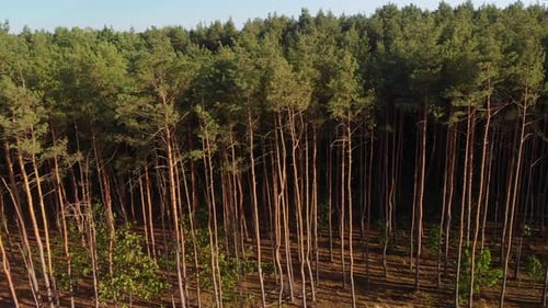 Aerial dolly right shot of a pine forest with long shadows and tree top