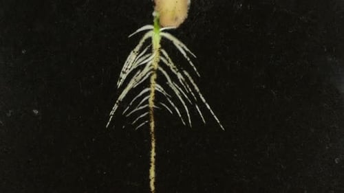 Germinating Seed Root Growth in Soil