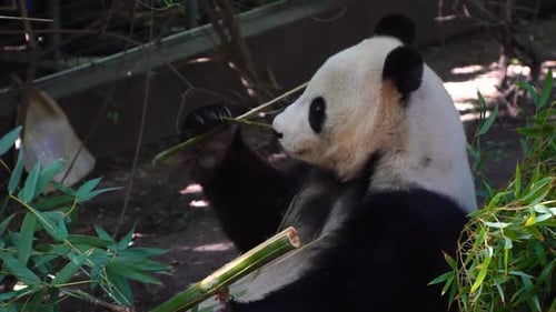 Panda Eats Bamboo in its Habitat