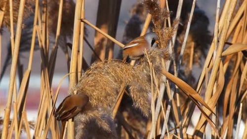 Bearded Reedlings Eating Cane Seeds