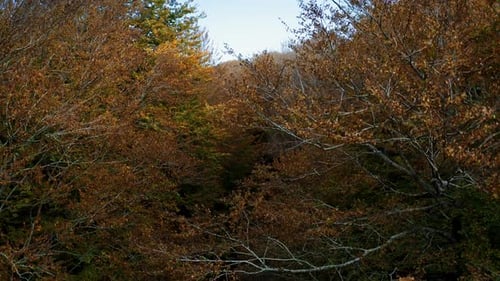 Climb From the Autumnal Trees Canopy Orange Color in Mountain