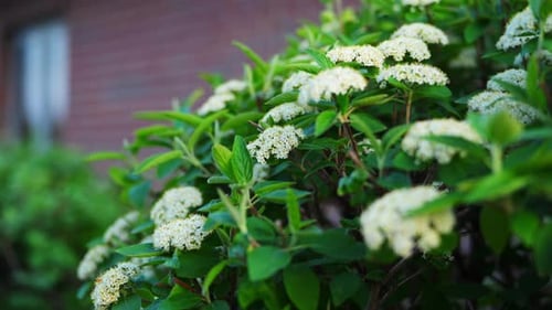 White Blooming Flowers on White Spirea in Garden Spring Blossoms in Natural Outdoor Environment