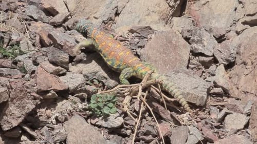 Ornate mastigure