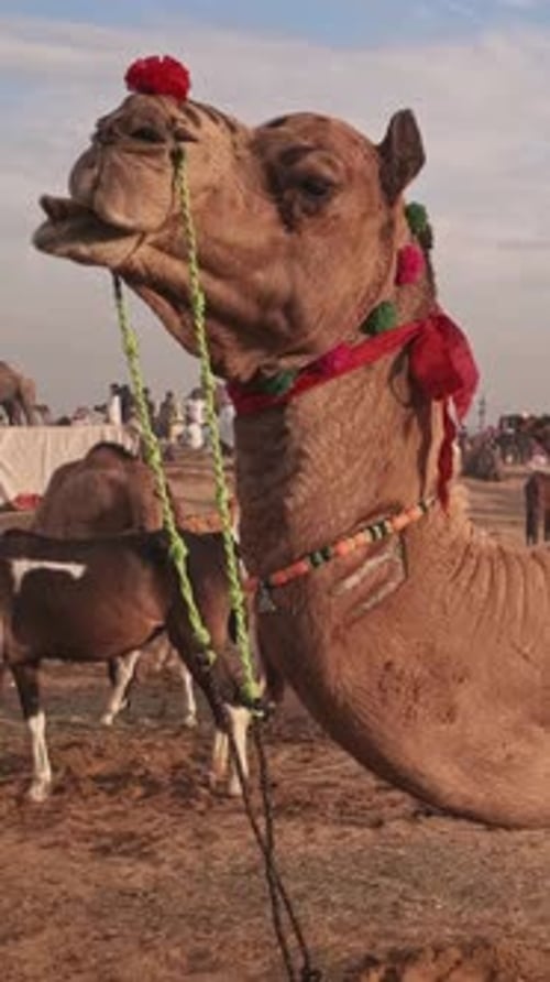 Des chameaux au festival de la foire aux chameaux de Pushkar Mela sur le terrain au lever du soleil Pushkar, Rajasthan, Inde