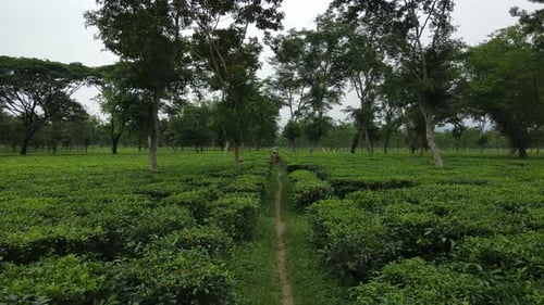 Captura aérea con un dron de un jardín de té, una plantación de té en la India.
