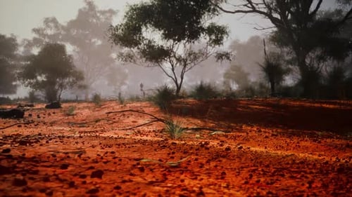 Rural Dirt Field With Background Trees