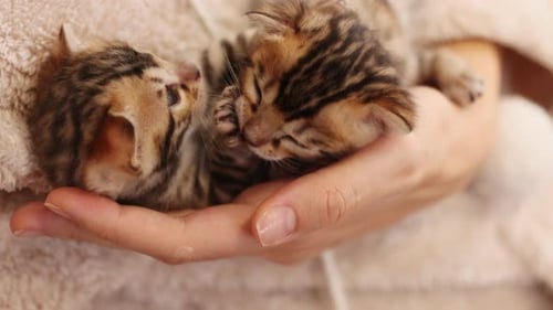 Close Up Hands Woman Holds Two Charming Little Cat Licks Paws Lying Striped Kitten Cute Newborn Cat