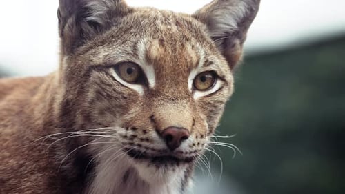 Nahaufnahme des Gesichtskopfes eines amerikanischen Rotluchses oder einer Wildkatze beim Umschauen