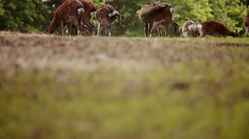 Deer Grazing Peacefully in a Forest Meadow