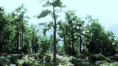A Serene Forest Landscape with a Multitude of Trees