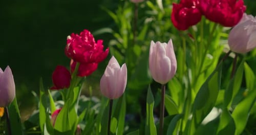 Beautiful Vibrant Color Of Tulip Flowers Bloom In Garden Park. Close Up