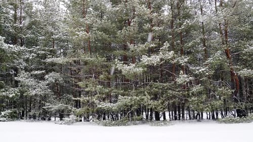 Nevadas en el bosque de pinos