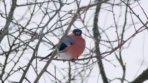Vibrant Bullfinch Perched on Winter Branch