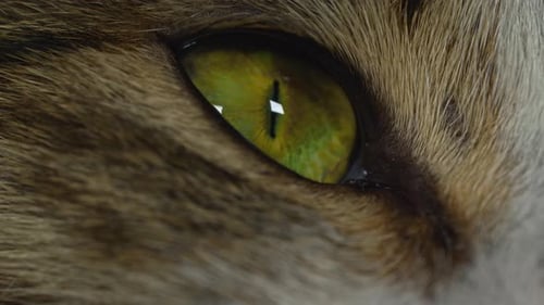Macro Shot of a Cat Eye