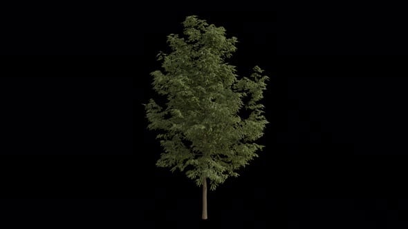 Black Locust Tree blowing in the wind. Alpha Channel. Loop Animation ...