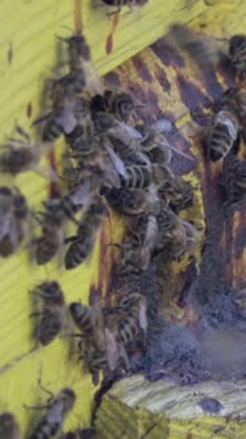 Nahaufnahme vieler Honigbienen, die am gelben Bienenstockeingang schwärmen, vertikales Video