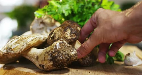 Un chef choisit des champignons italiens fraîchement cueillis d'excellente qualité pour pouvoir cuisiner. concept de