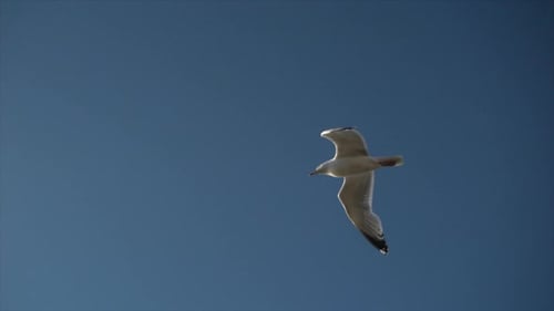 Seagull Gliding Freely Against Clear Blue Sky