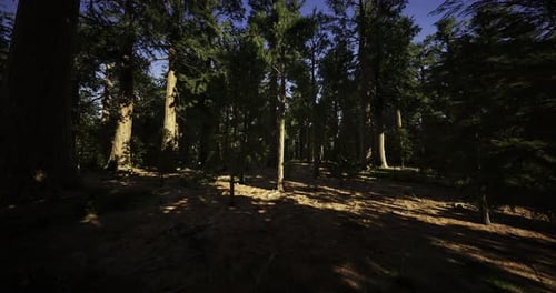 Tall Trees Stand in a Dense Forest During Daylight with Soft Shadows