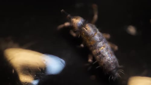 Insekt Collembola super macro, Familie Isotomidae. Probe in Moos auf Lettland gefunden