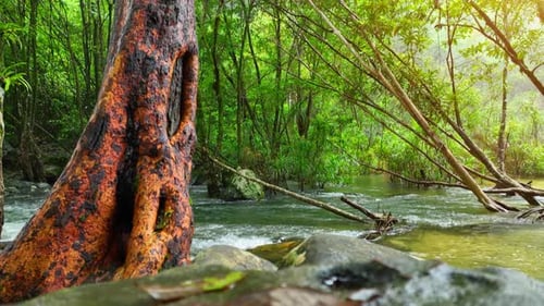 A breathtaking tropical forest stream.