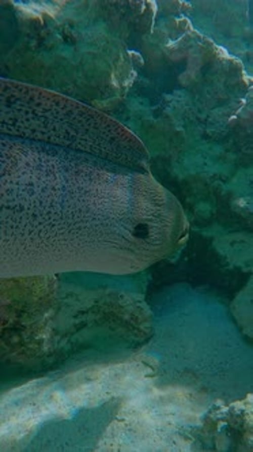 Close-up of Giant Moray Eel swims between corals on shallow water