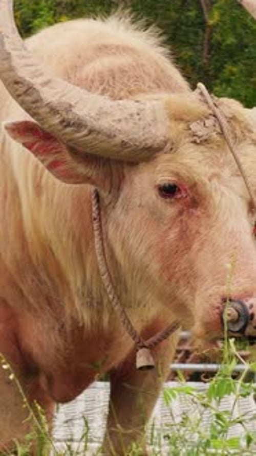 Vertical video. Large White Buffalo Eating Green Plants near Fence in Low Eye Level Angle with Soft