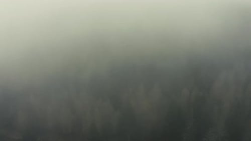 Drohnenaufnahme eines Pinienwaldes im Nebel