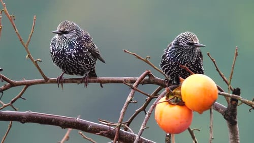 Common Starling Birds