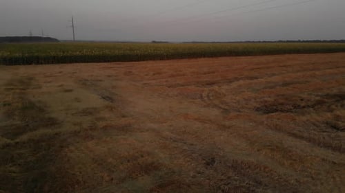 Sonnenblumenfeld bei Sonnenuntergang in der Ukraine, Luftbild