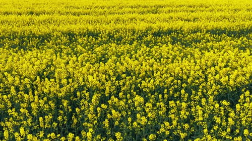 Blooming Rapeseed Field on a Sunny Day Flying Above Stunning Yellow Rape Fields in Spring Aerial