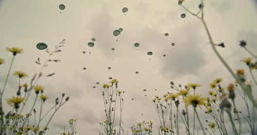 Wish upon the Wind Graines de pissenlit flottant sur des fleurs jaunes