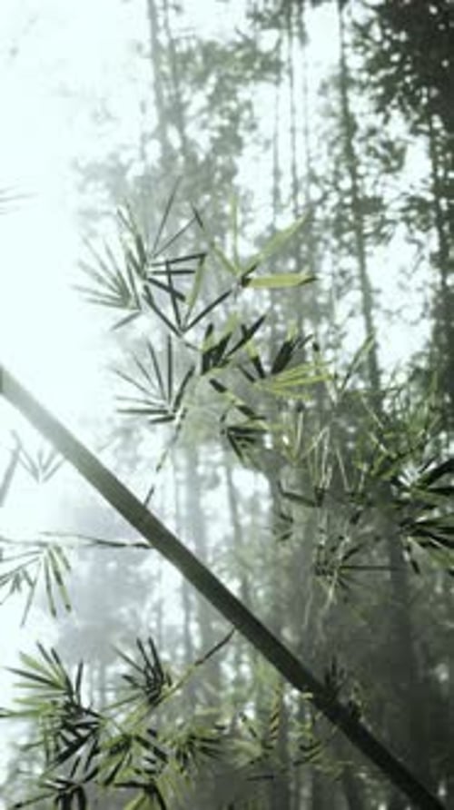 Bamboo Plant Standing Amidst Forest Vertical