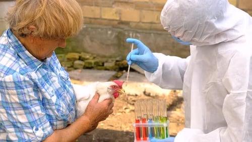 Veterinarian Testing Chicken Sample in Rural Setting