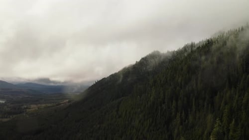 Conifer Trees On Vast Forest on cloudy Olympic Peninsula, Washington State, USA. Aerial Shot