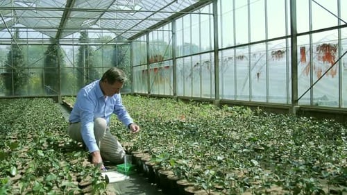 Scientist examining flora in a greenhouse