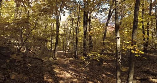 Floating Thru Autumn Forest on a Fall Sunny Day