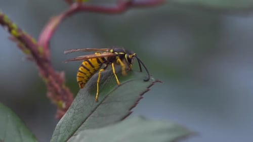 Queen Bee on Leaf